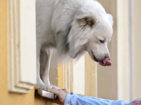 hund