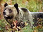 Great Bear Rainforest: Segeltörn mit "Maple Leaf" zu den Geisterbären