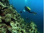 Scott Reef vor Australien verblüfft Forscher: Korallenriff regeneriert sich innerhalb von Jahren