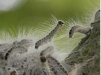 Gefährliche Raupen: Eichenprozessionsspinner breiten sich immer mehr aus 