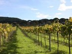 Frascati in Italien - Reiseziel für Feinschmecker