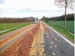 Traktor verliert Kartoffeln auf Landstraße 