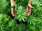 Wegen Cannabis-Anbaus: Eglinger verurteilt