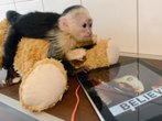 Justin Bieber will Affen Mally nicht zurück - E-Mail ans Tierheim München