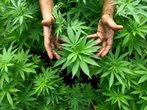 Schmerzpatienten kämpfen für legalen Cannabis-Anbau - als Heilmittel