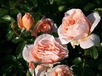 Rosarium in Sangerhausen feiert 110-jähriges Bestehen