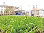 Marienhof in München trägt wieder Grün