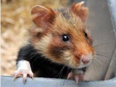 Die Feuerwehr rückt auch für Hamster aus