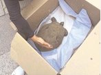 Schildkröte überwinterte im Freien - Besitzer gesucht
