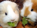 Polizei rettet Meerschweinchen am Karlsfelder See
