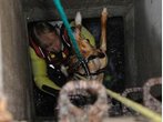 Hund in letzter Minute aus Isarkanal gerettet