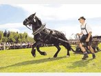 Schnaubende Schwerarbeiter vor dem Schlitten