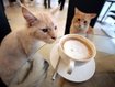 Café Neko in Wien: Fünf selbstbewusste Samtpfoten sind hier die Stars