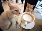 Café Neko in Wien: Fünf selbstbewusste Samtpfoten sind hier die Stars