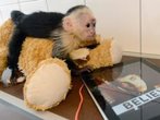 Das passiert mit Justin Biebers Äffchen