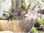 Abschuss in Wintergattern: kein TBC-Fall