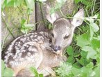 Bei Anruf „Bambi-Rescue“