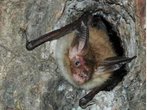 Dracula unterwegs? Fledermaus beißt Mann