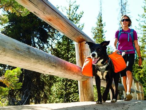 Hund Outdoor