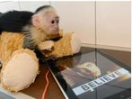 Justin Bieber: Letzte Chance für Äffchen Mally - sonst Zoo in Deutschland