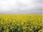 Wetter Pfingsten in Deutschland: Regen im Westen, Sonne im Osten