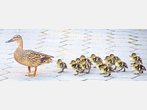 Familie im Entenmarsch