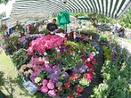 So schön waren die Tölzer Rosentage