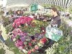 Rosentage: Bad Tölz blüht auf Rosentage: Bad Tölz blüht auf