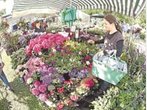 Rosentage: Bad Tölz blüht auf