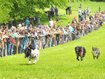 Hunde-Höchstleistungen bei herrlichem Rennwetter