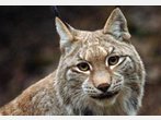 Trächtige Luchsin im Bayerischen Wald erschossen
