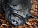 Polizisten fangen Hängebauchschwein mit Lasso