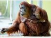 "Parteiischer" Orang Utan tippt auf BVB