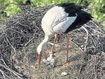 Tierisch süße Geschichten aus dem Landkreis