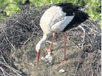 Tierisch süße Geschichten aus dem Landkreis