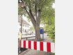 Sperrung wegen Blitzschaden: Der Schaden an der Rinde könnte den ganzen Baum gefährden. Foto: Weber Sperrung wegen Blitzschaden: Der Schaden an der Rinde könnte den ganzen Baum gefährden. Foto: Weber