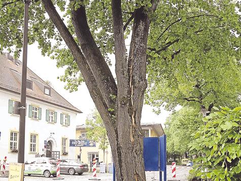 Sperrung wegen Blitzschaden: Der Schaden an der Rinde k&ouml;nnte den ganzen Baum gef&auml;hrden. Foto: Weber