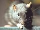 Nager nicht erw&uuml;nscht: Die B&uuml;rger Neuhausens klagen &uuml;ber zu viele Ratten am Rotkreuzplatz. foto: fkn