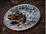 Frosch gehört zu "zehn skurrilsten Entdeckungen" des Jahres