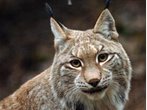 Der Luchs breitet sich in Bayern nicht aus - die Tiere verschwinden auf mysteriöse Weise. 
