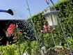 Skurriler Einbruch in Pasing: Täter gießt Blumen