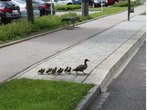 Missglückte Entenrettung - Mutter lässt ihre zehn Jungen allein