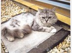 Angst vor Katzenfänger