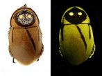 Das sind die zehn skurrilsten Entdeckungen 2012