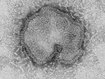 Vogelgrippe H7N9-Virus