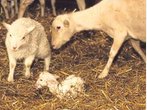 Schafzüchter klagen: Maisanbau frisst Weideflächen