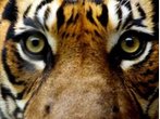 Tierpflegerin stirbt nach Tiger-Angriff in England