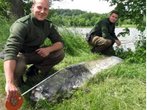 Riesen-Wels treibt verletzt im Main