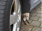 Achtung Autofahrer! Von Juni bis August beißen die Marder wieder
