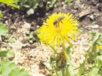 Kälte und Regen: Bienen und Schmetterlinge in Not